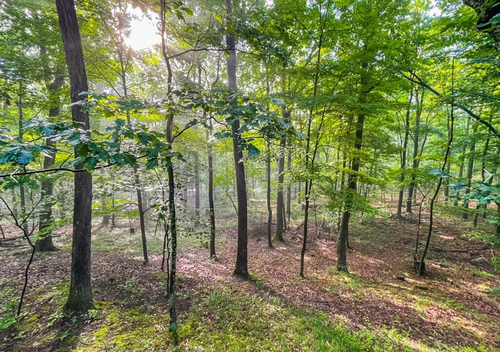 Huge Cabin W Hot Tub, Deck, Grill, Fire Pit, Wifi เบิร์กลีย์สปริงส์ ภายนอก รูปภาพ